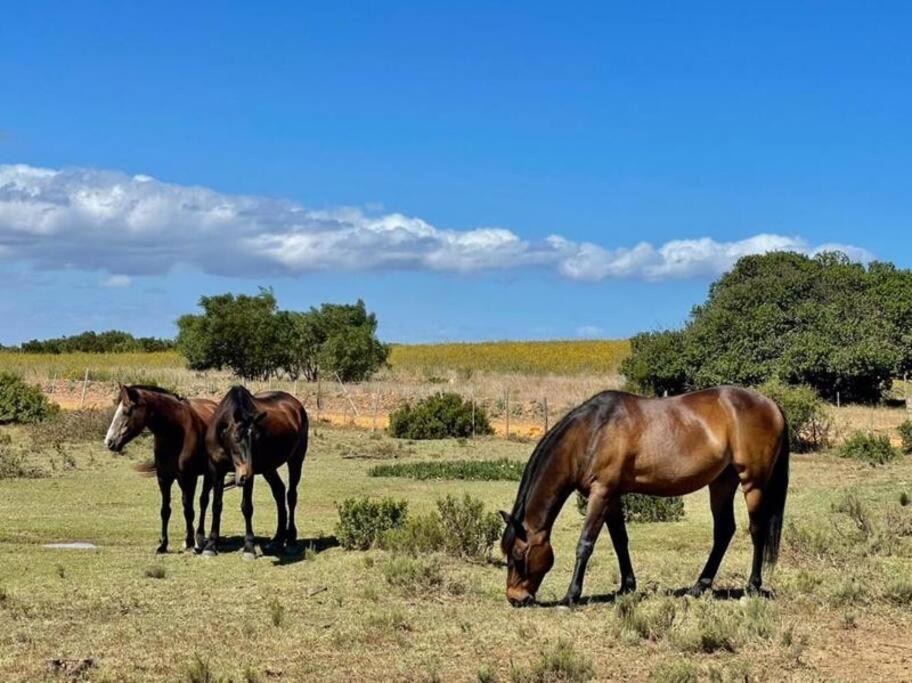 Owl Cottage - Living The Breede Malgas Extérieur photo